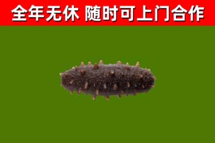 聊城回收海参干